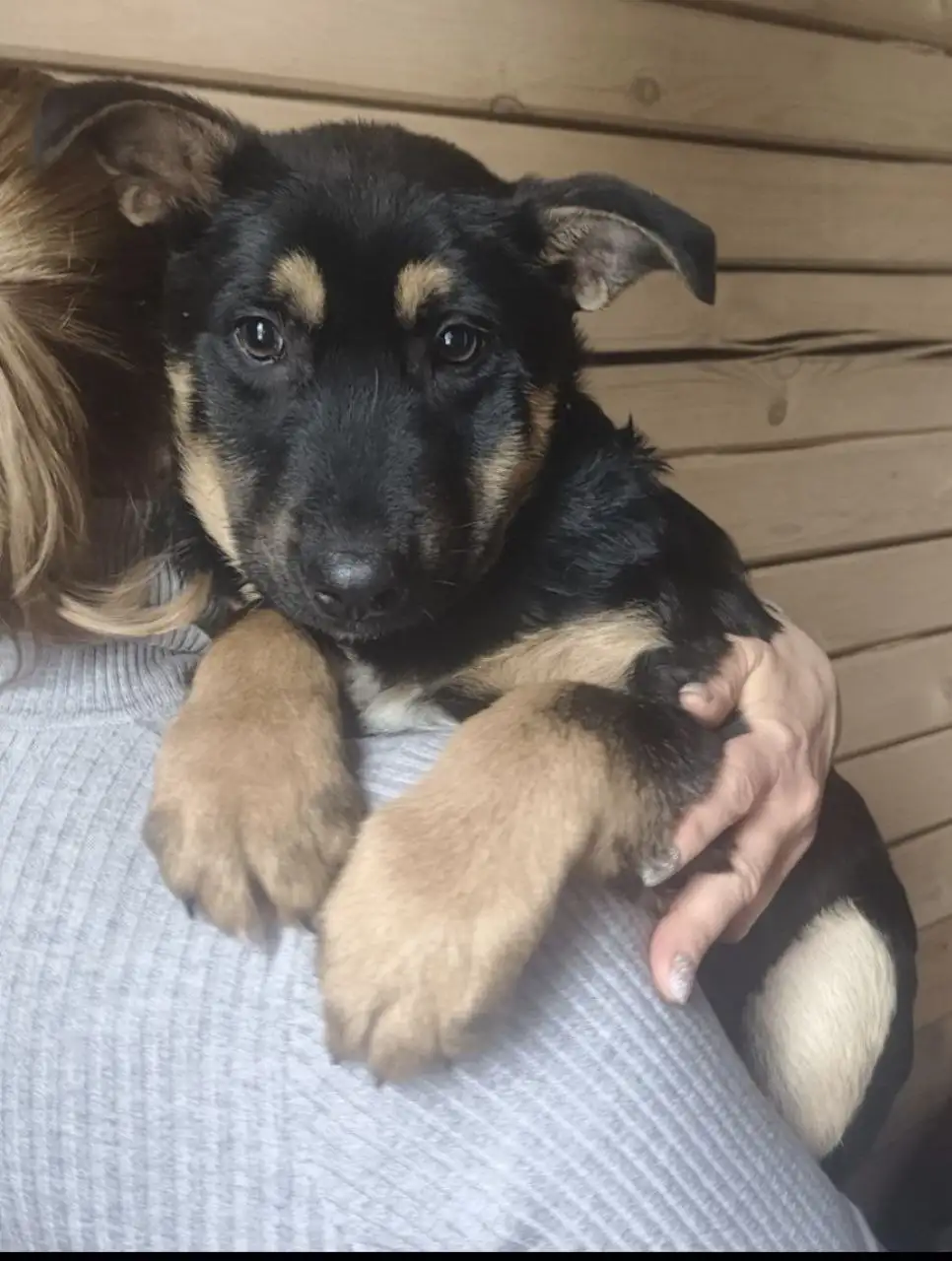 Щенки в добрые руки - Собаки (Животные) в Бутово