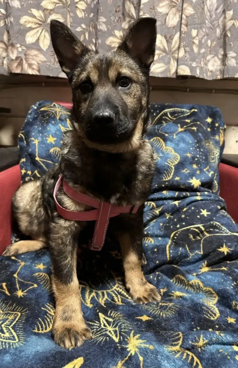 Щенки в добрые руки - Собаки (Животные) в Бутово