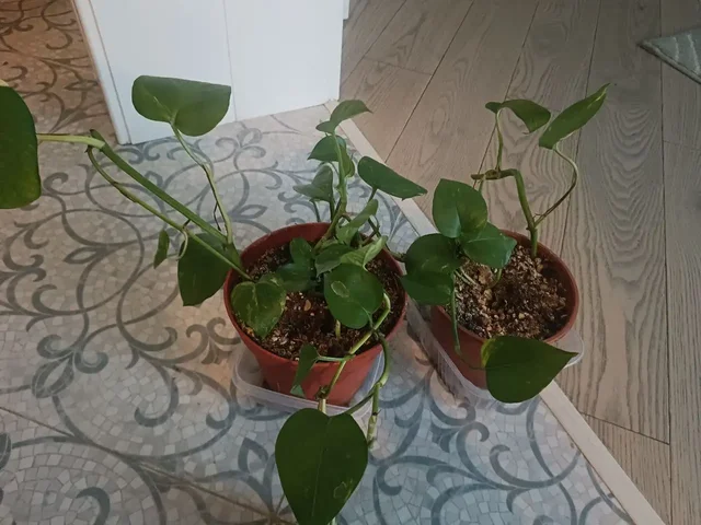 Продажа сциндапсусов (эпипремнумов) - Садовый инвентарь в Московский