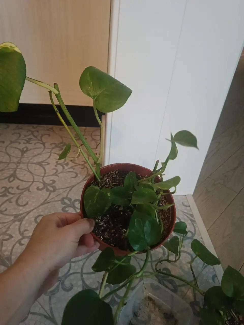 Продажа сциндапсусов (эпипремнумов) - Растения (Барахолка) в Московский