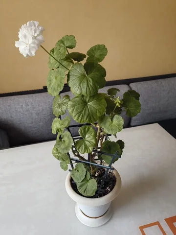 Продам белую герань в горшке - частное объявление в Бутово
