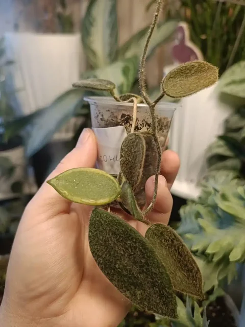 Хойя Томпсони - частное объявление в Московский