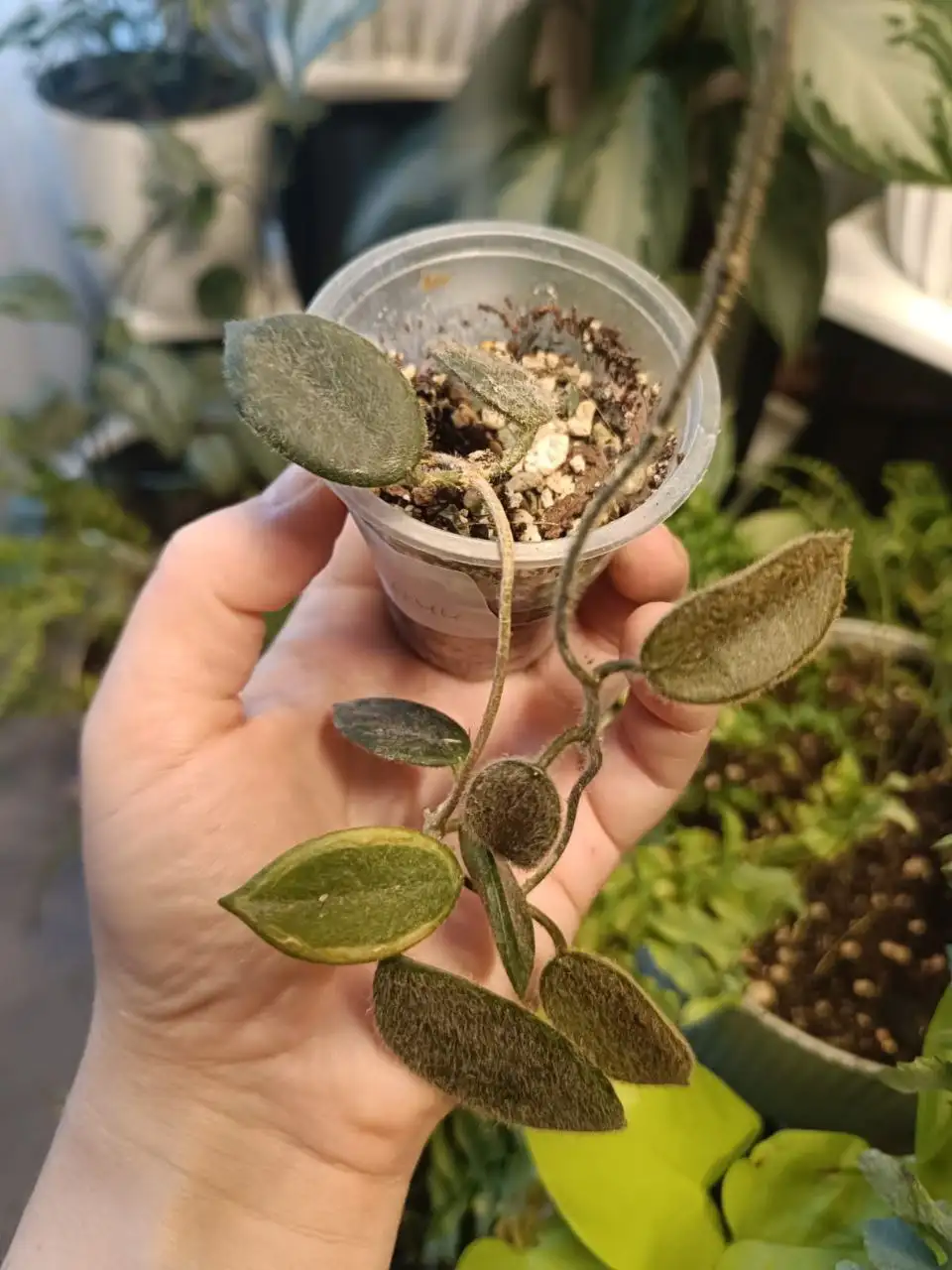 Хойя Томпсони - Растения (Хобби и отдых) в Московский