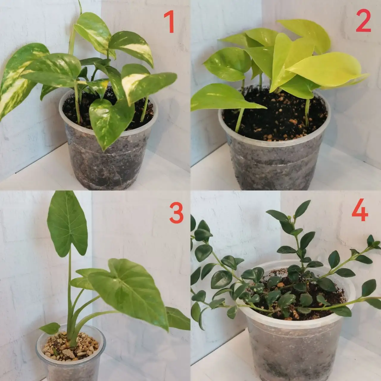 Продажа комнатных растений - Комнатные растения (Хобби и отдых) в Бутово