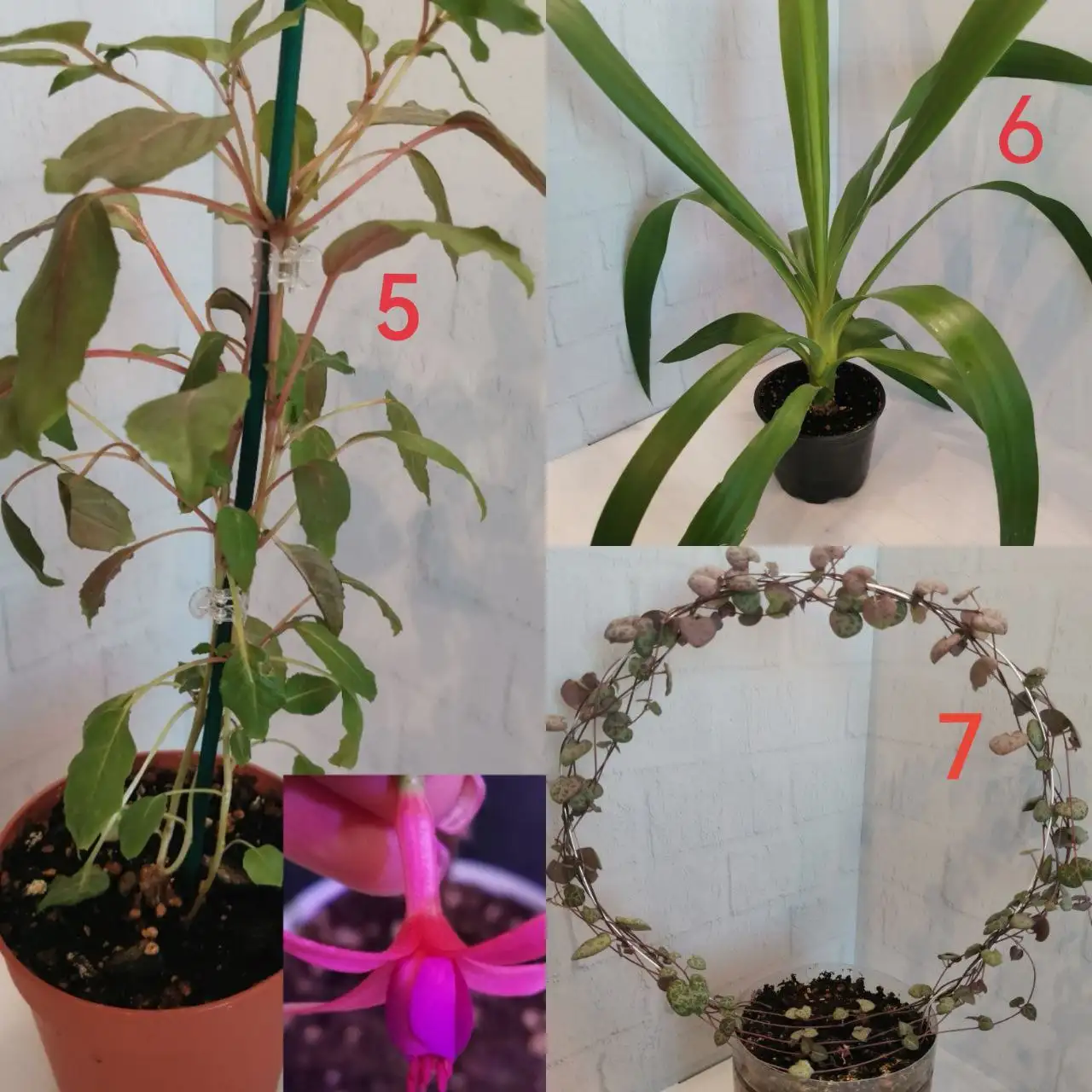 Продажа комнатных растений - Комнатные растения (Хобби и отдых) в Бутово