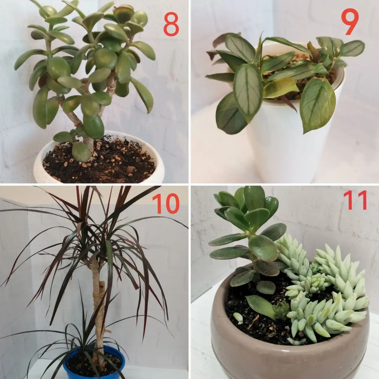 Продажа комнатных растений - Комнатные растения (Хобби и отдых) в Бутово