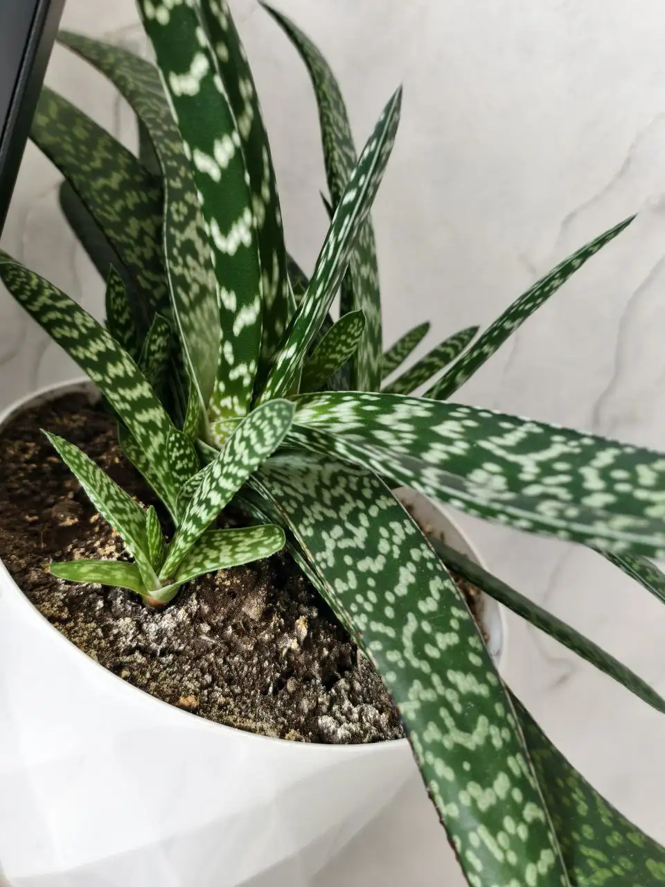 Обмен сенполий, шлюмбергера и гастерии на стрептокарпусы или сортовые суккуленты - Растения (Хобби и отдых) в Северное Бутово