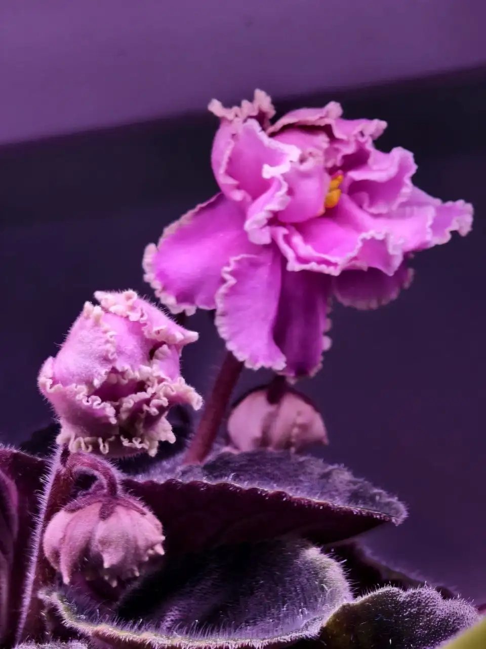 Обмен сенполий, шлюмбергера и гастерии на стрептокарпусы или сортовые суккуленты - Растения (Хобби и отдых) в Северное Бутово