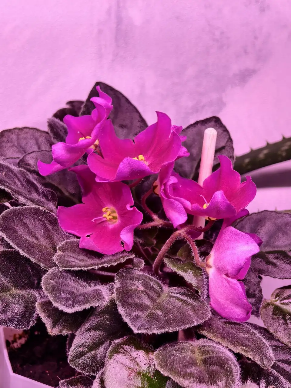 Обмен сенполий, шлюмбергера и гастерии на стрептокарпусы или сортовые суккуленты - Растения (Хобби и отдых) в Северное Бутово