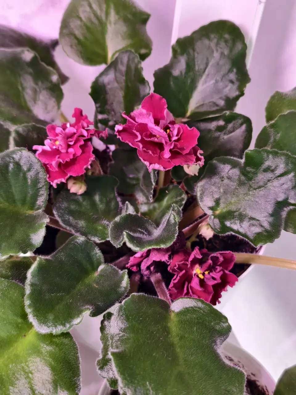 Обмен сенполий, шлюмбергера и гастерии на стрептокарпусы или сортовые суккуленты - Растения (Хобби и отдых) в Северное Бутово