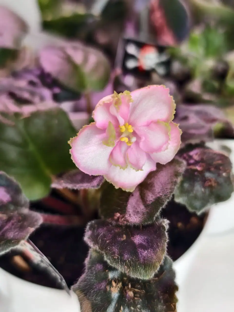 Обмен сенполий, шлюмбергера и гастерии на стрептокарпусы или сортовые суккуленты - Растения (Хобби и отдых) в Северное Бутово