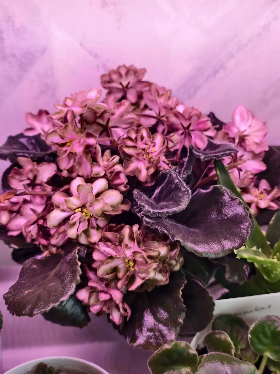 Обмен сенполий, шлюмбергера и гастерии на стрептокарпусы или сортовые суккуленты - Растения (Хобби и отдых) в Северное Бутово