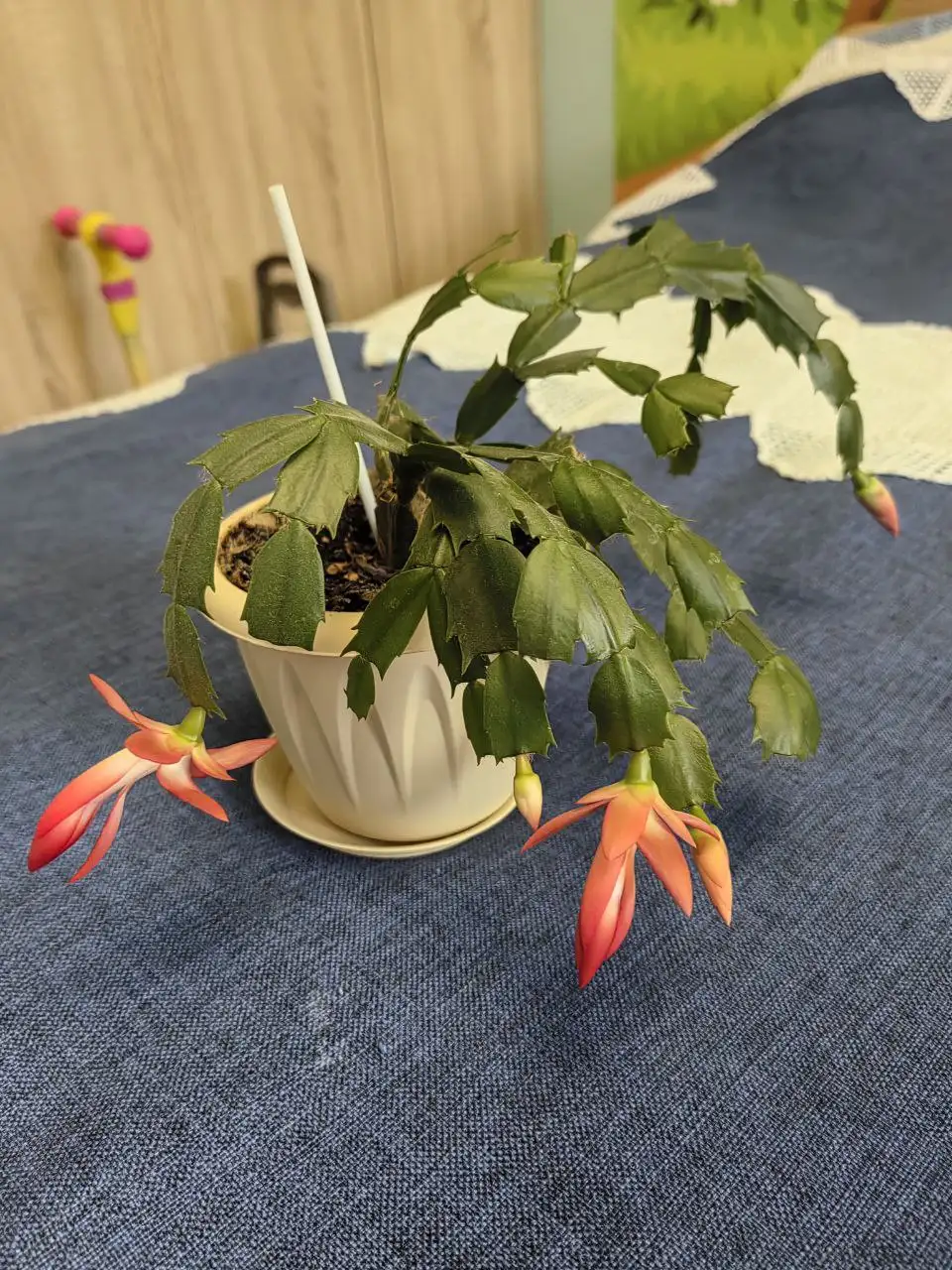 Продажа декабристов - Растения (Хобби и отдых) в Подольск