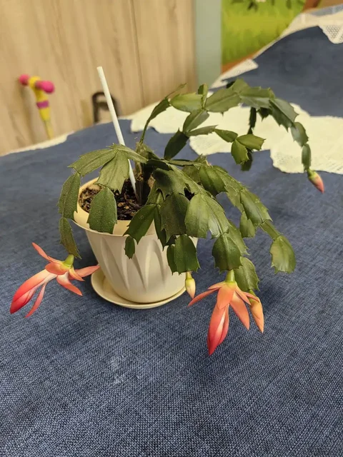 Продажа декабристов - частное объявление в Подольск