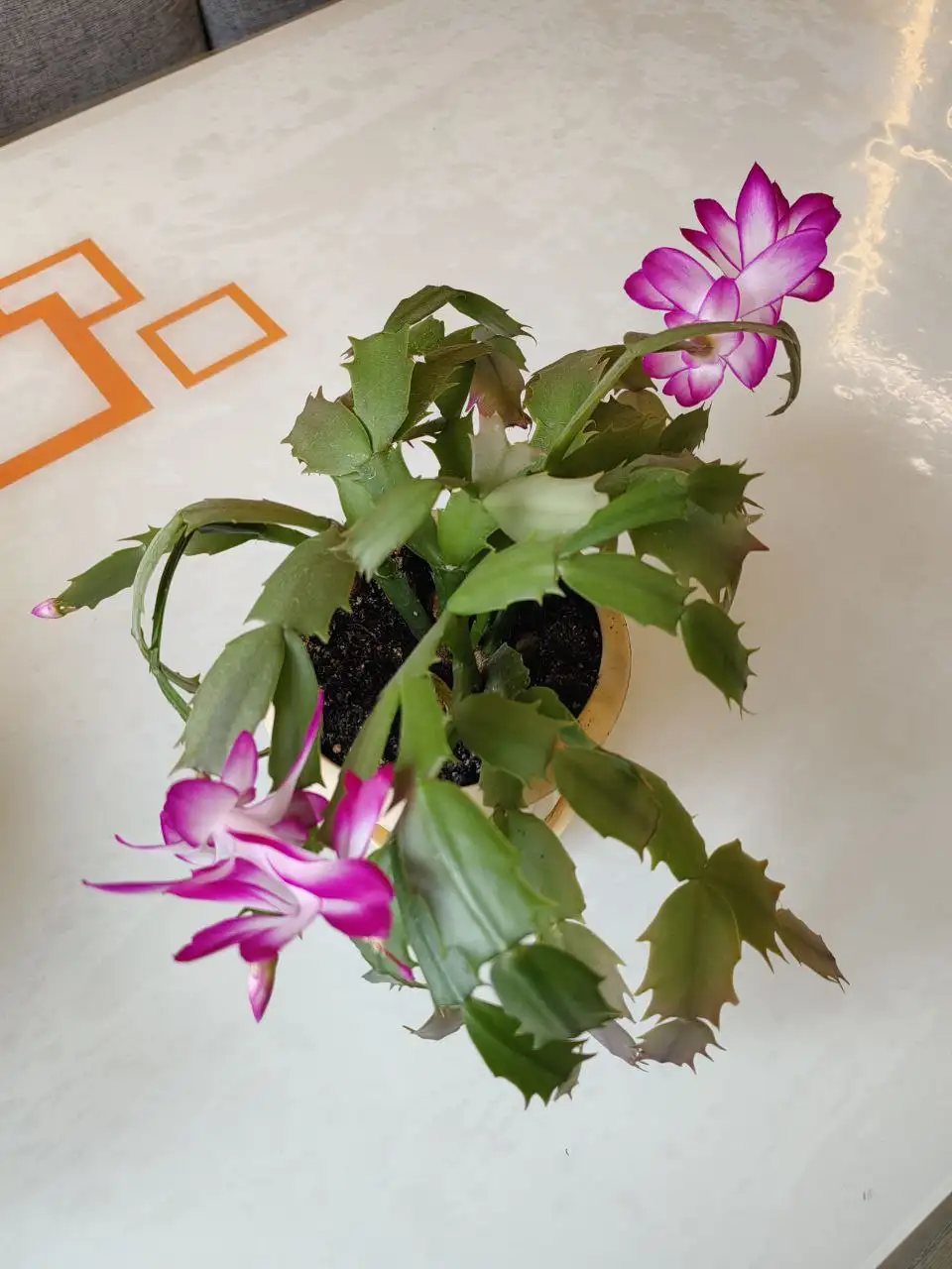 Продажа декабристов - Растения (Хобби и отдых) в Подольск