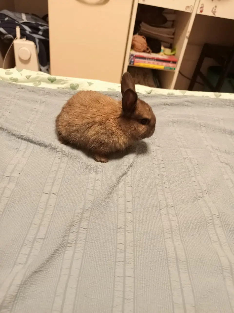 Продаются германские карликовые кролики - Кролики (Животные) в Бутово