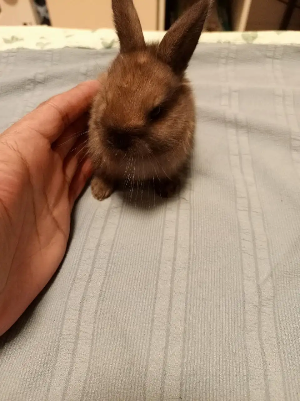 Продаются германские карликовые кролики - Кролики (Животные) в Бутово