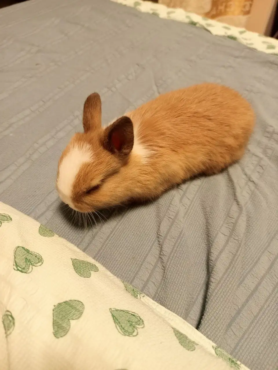 Продаются германские карликовые кролики - Кролики (Животные) в Бутово