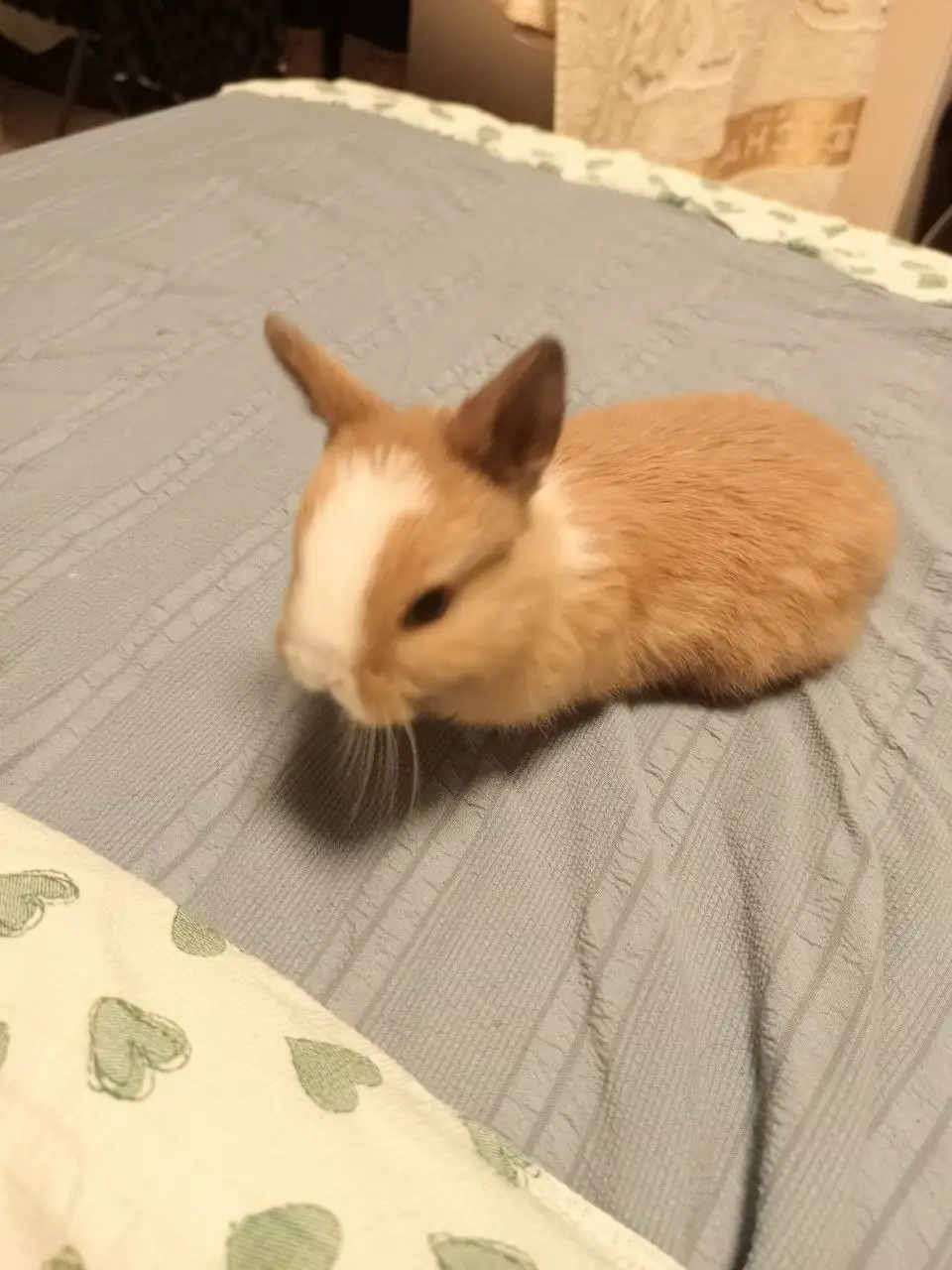 Продаются германские карликовые кролики - Кролики (Животные) в Бутово