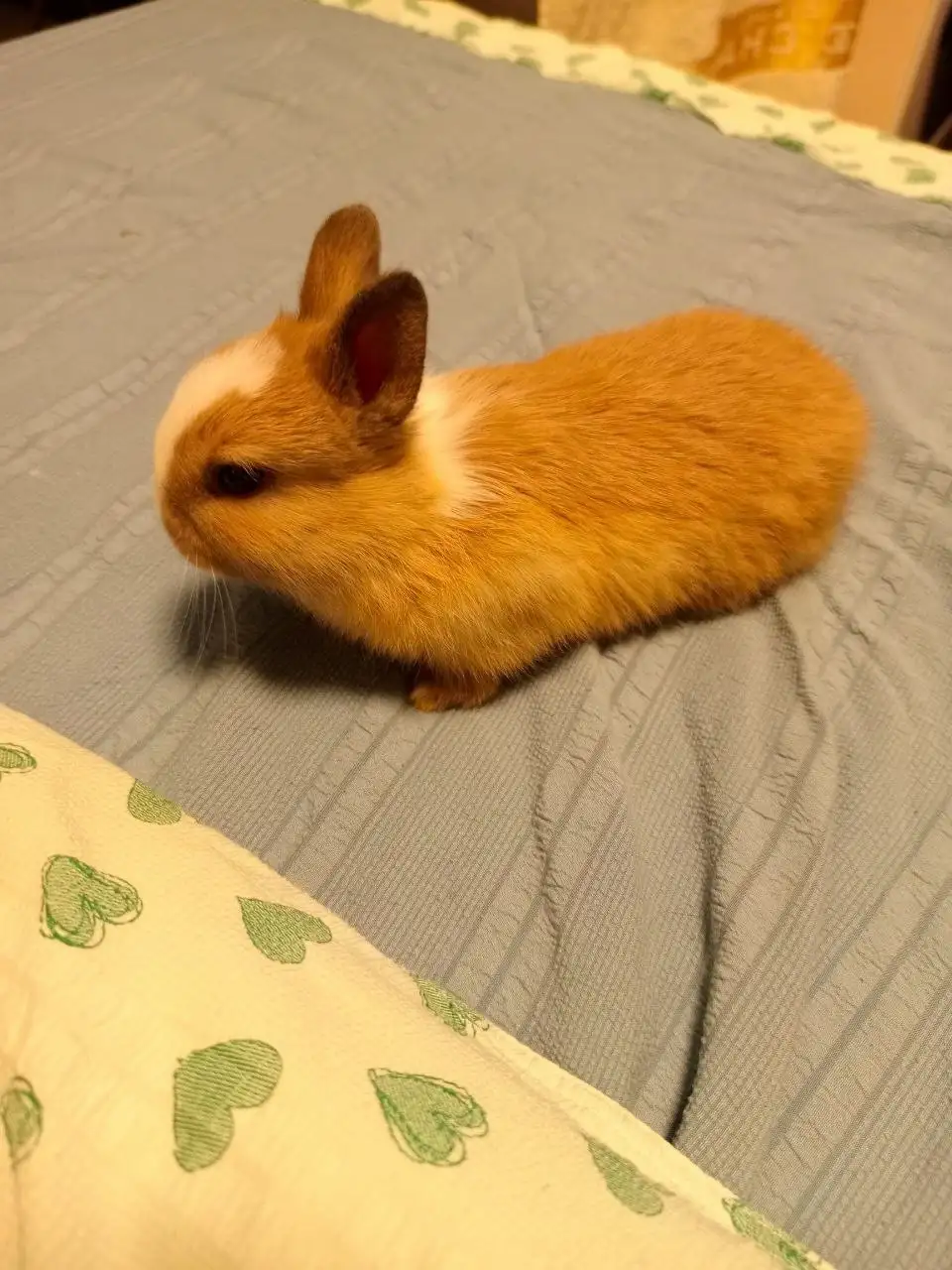 Продаются германские карликовые кролики - Кролики (Животные) в Бутово