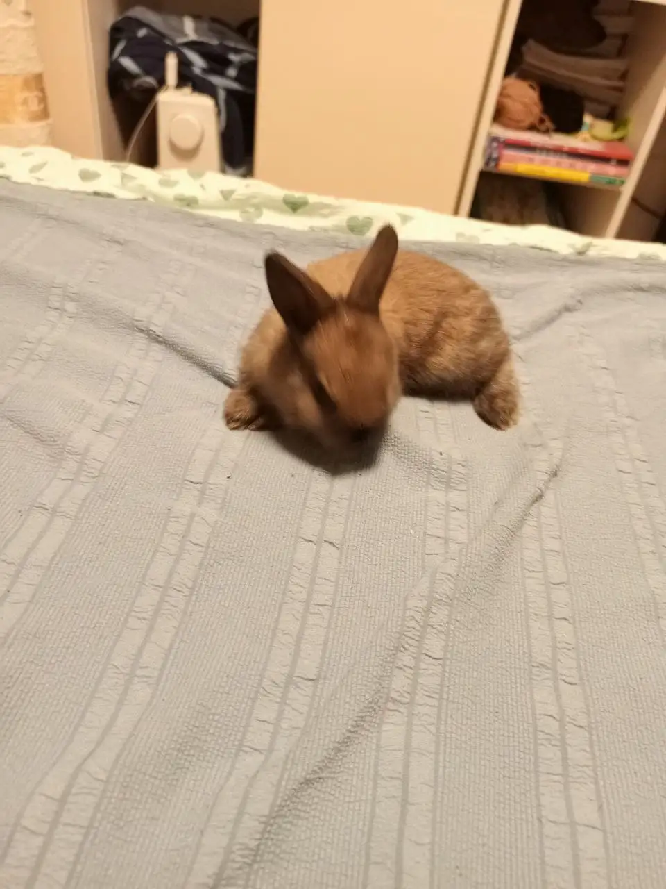 Продаются германские карликовые кролики - Кролики (Животные) в Бутово