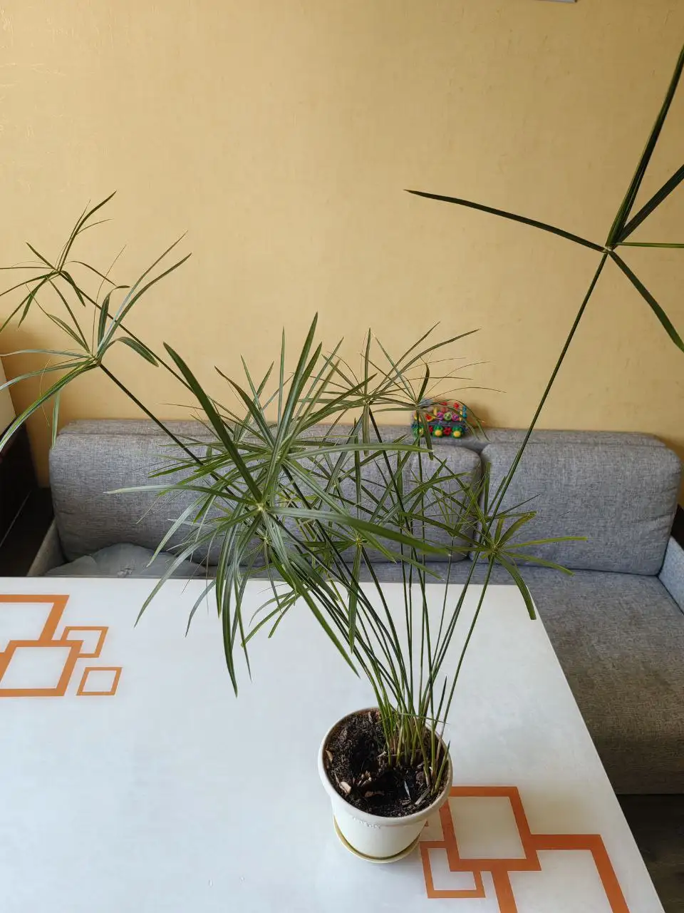 Продажа Циперуса с горшком - Растения в Неизвестно