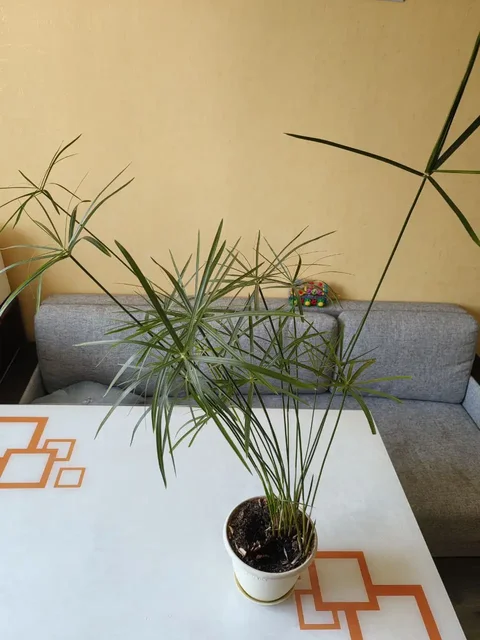 Продажа Циперуса с горшком - Растения в Неизвестно