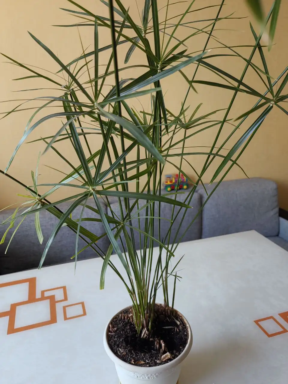 Продажа Циперуса с горшком - Растения в Неизвестно