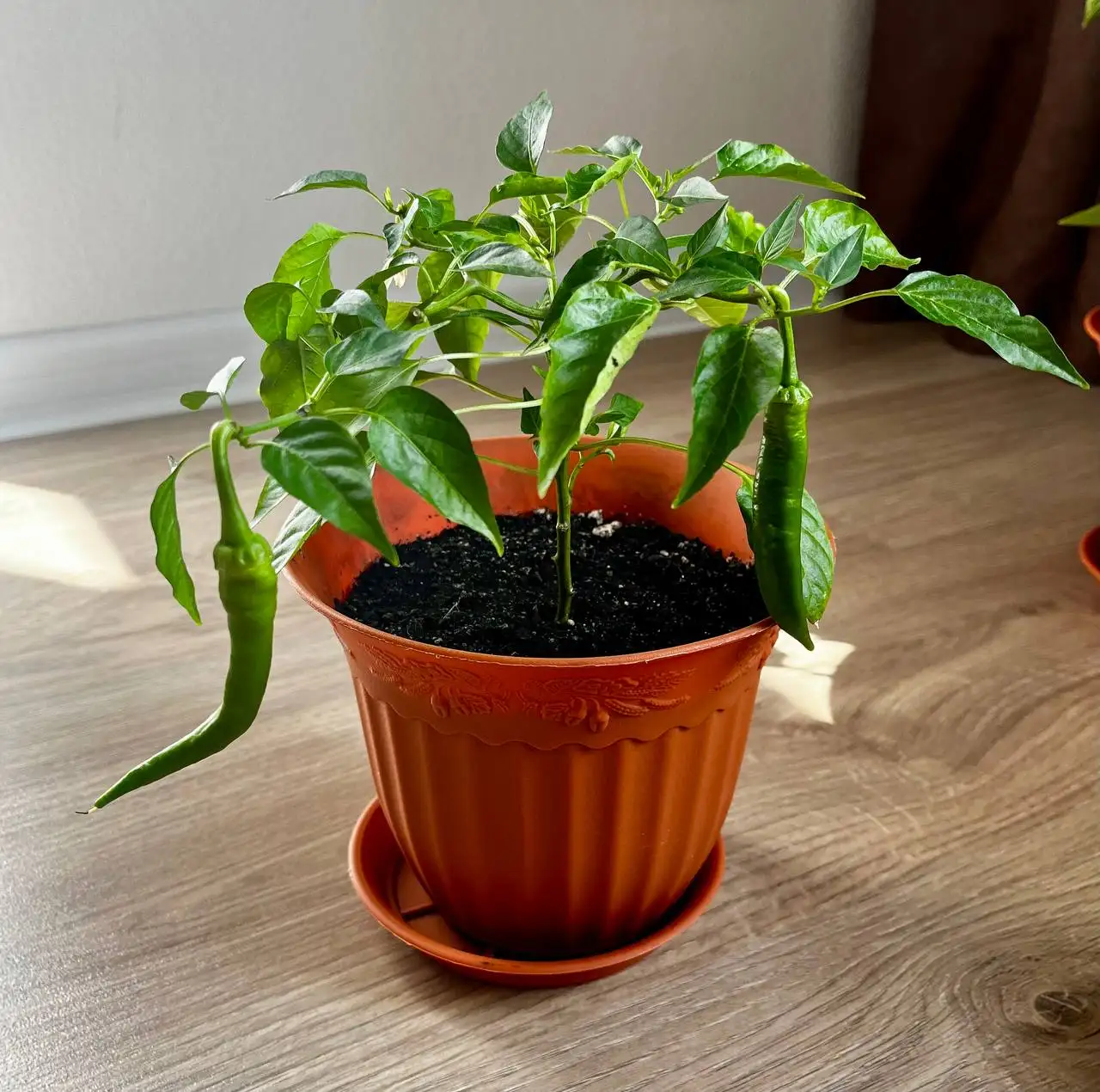 Комнатный перец «Бараний рог» - Растения (Хобби и отдых) в Москва