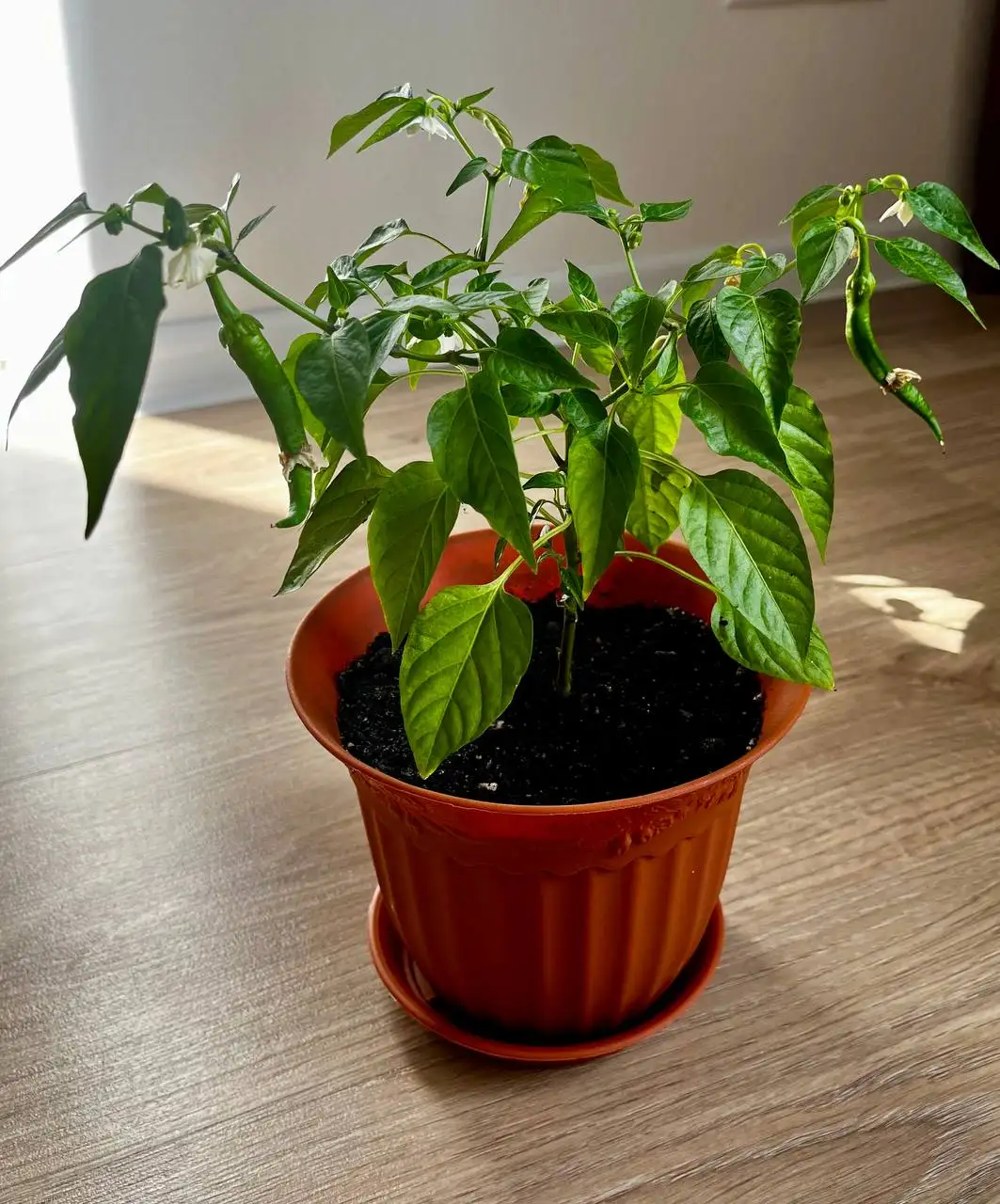 Комнатный перец «Бараний рог» - Растения (Хобби и отдых) в Москва