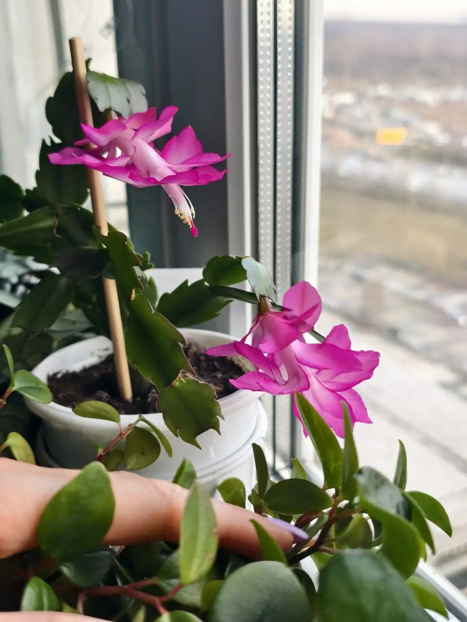 Обмен комнатных растений: сенполии, шлюмбергера, эписция, гастерия на стрептокарпусы или сортовые суккуленты - Растения (Хобби и отдых) в Северное Бутово