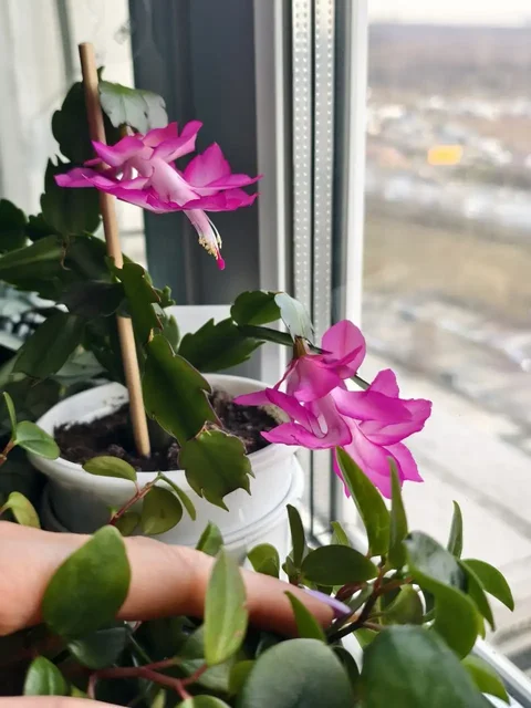 Обмен комнатных растений: сенполии, шлюмбергера, эписция, гастерия на стрептокарпусы или сортовые суккуленты - Детские игрушки в Северное Бутово