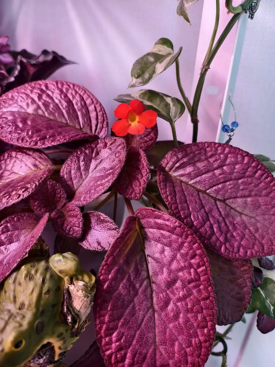 Обмен комнатных растений: сенполии, шлюмбергера, эписция, гастерия на стрептокарпусы или сортовые суккуленты - Растения (Хобби и отдых) в Северное Бутово