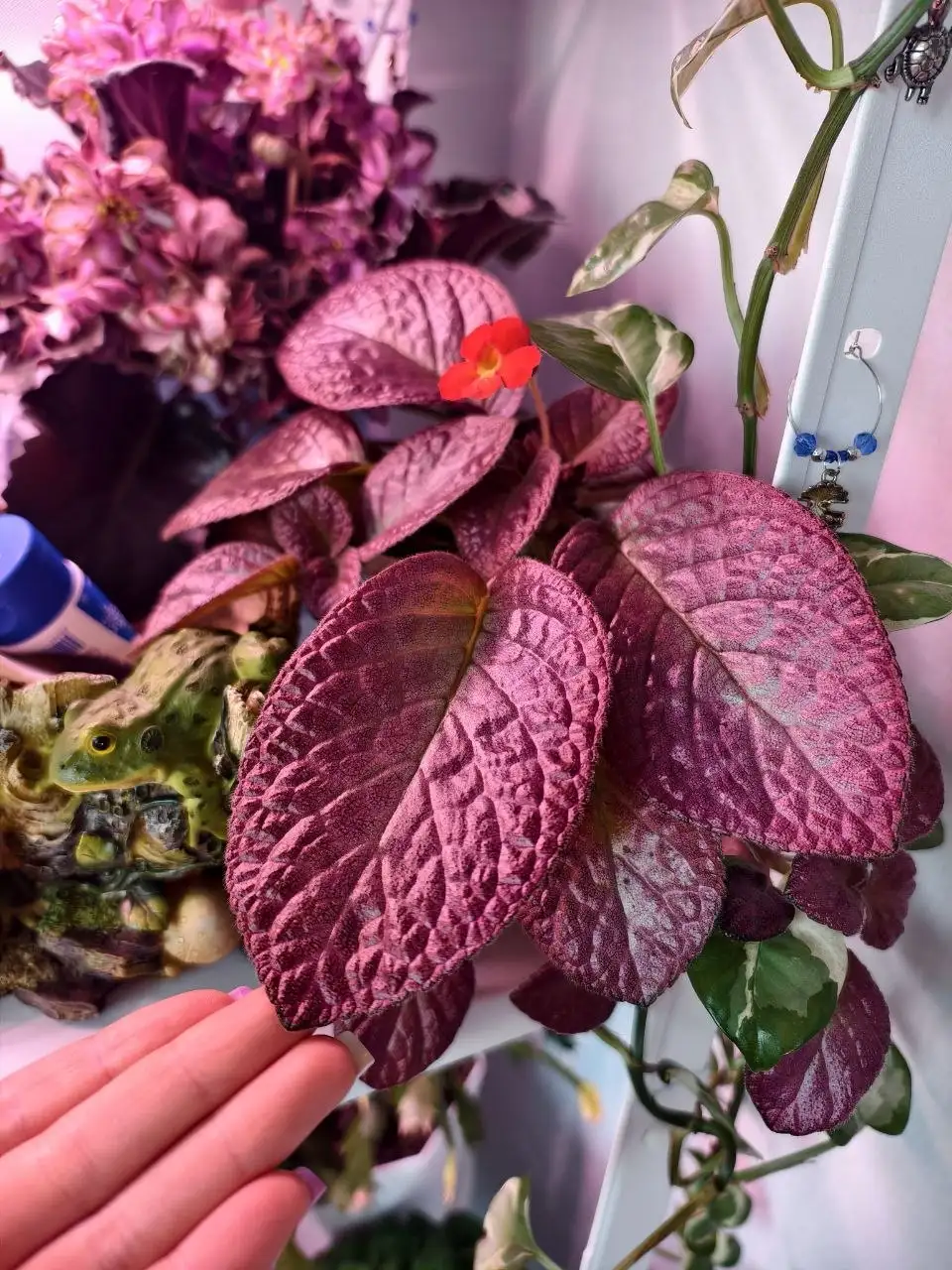 Обмен комнатных растений: сенполии, шлюмбергера, эписция, гастерия на стрептокарпусы или сортовые суккуленты - Растения (Хобби и отдых) в Северное Бутово