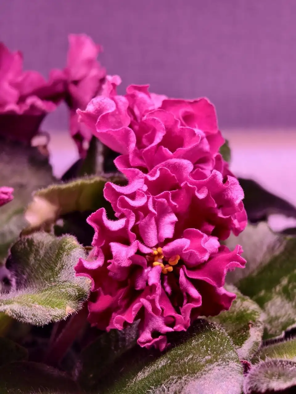 Обмен комнатных растений: сенполии, шлюмбергера, эписция, гастерия на стрептокарпусы или сортовые суккуленты - Растения (Хобби и отдых) в Северное Бутово