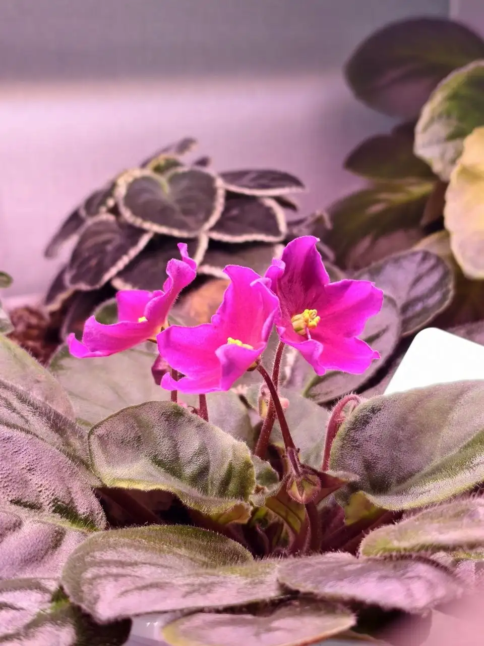 Обмен комнатных растений: сенполии, шлюмбергера, эписция, гастерия на стрептокарпусы или сортовые суккуленты - Растения (Хобби и отдых) в Северное Бутово