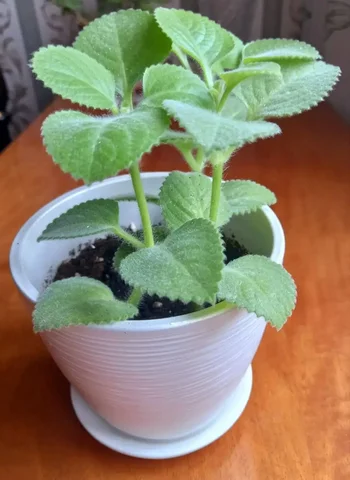 Продам растение Мелисса - Игровые кресла в Москва