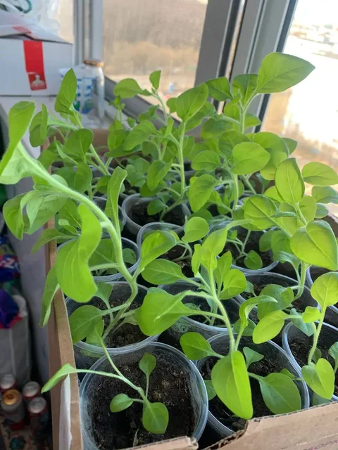 Рассада петунии смесь сортов - Спортивный инвентарь в Подольск