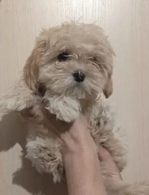 Щенки Мальтипу F1, 3 месяца - частное объявление в Бутово