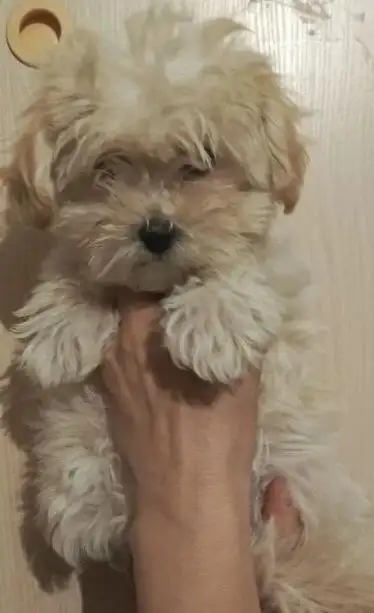 Щенки Мальтипу F1, 3 месяца - Собаки (Животные) в Бутово