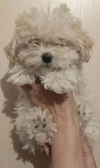 Щенки Мальтипу F1, 3 месяца - Собаки (Животные) в Бутово