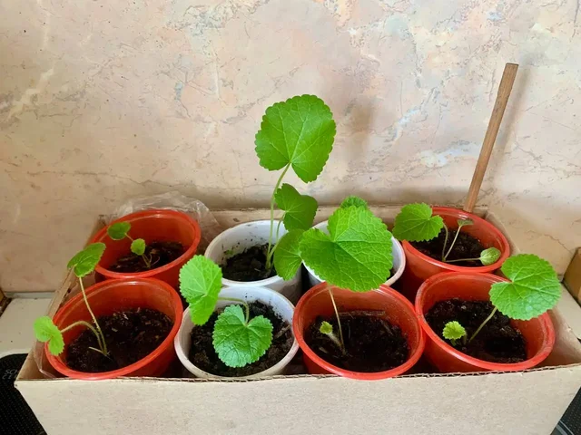 Растение мальва многолетняя - частное объявление в Бутово