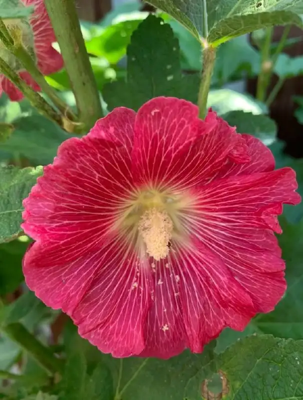 Растение мальва многолетняя - Растения (Барахолка) в Бутово