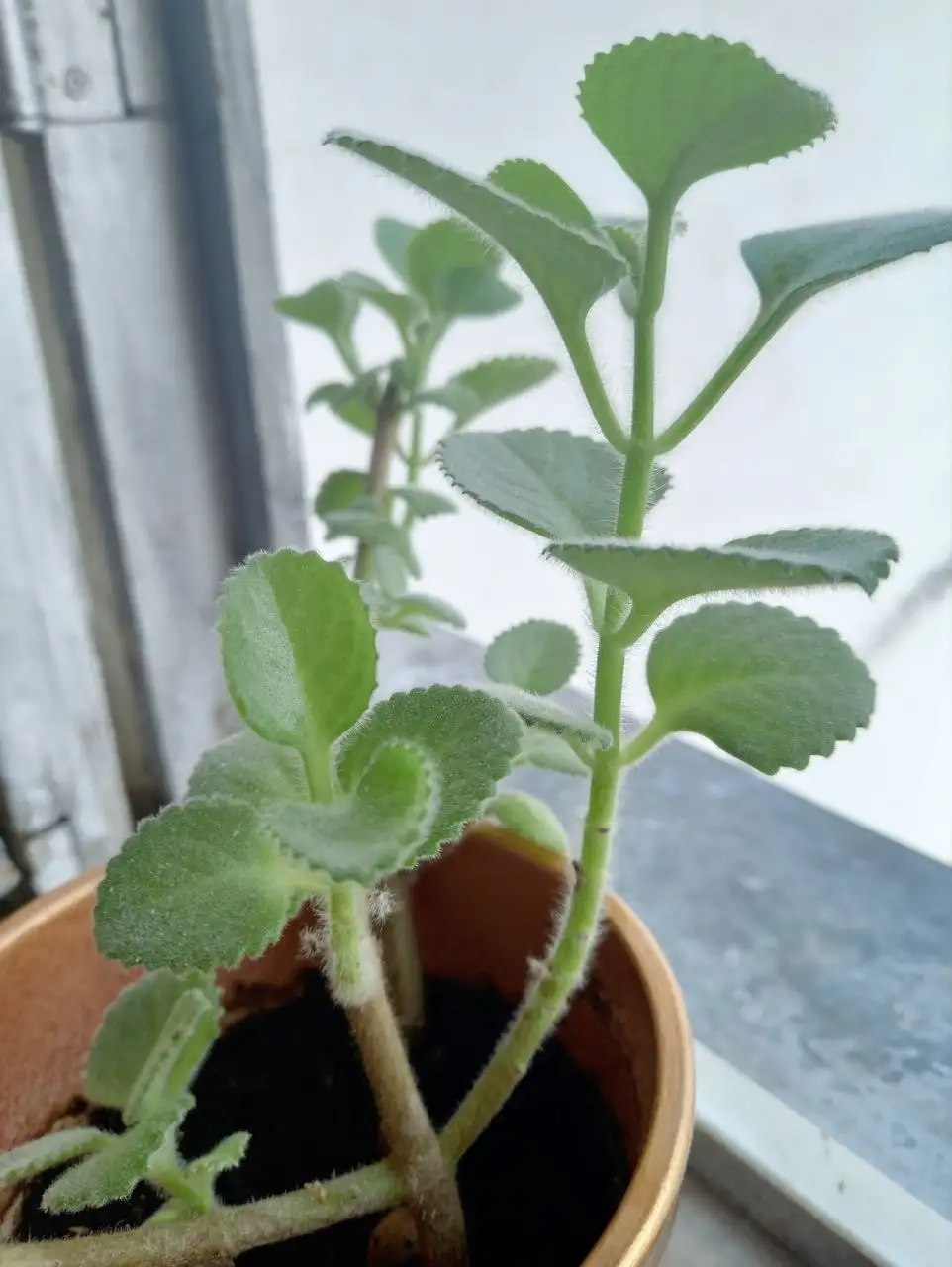 Продам мелиссу в горшке - Растения (Хобби и отдых) в Москва