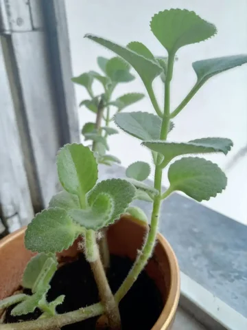 Продам мелиссу в горшке - Музыкальные занятия в Москва