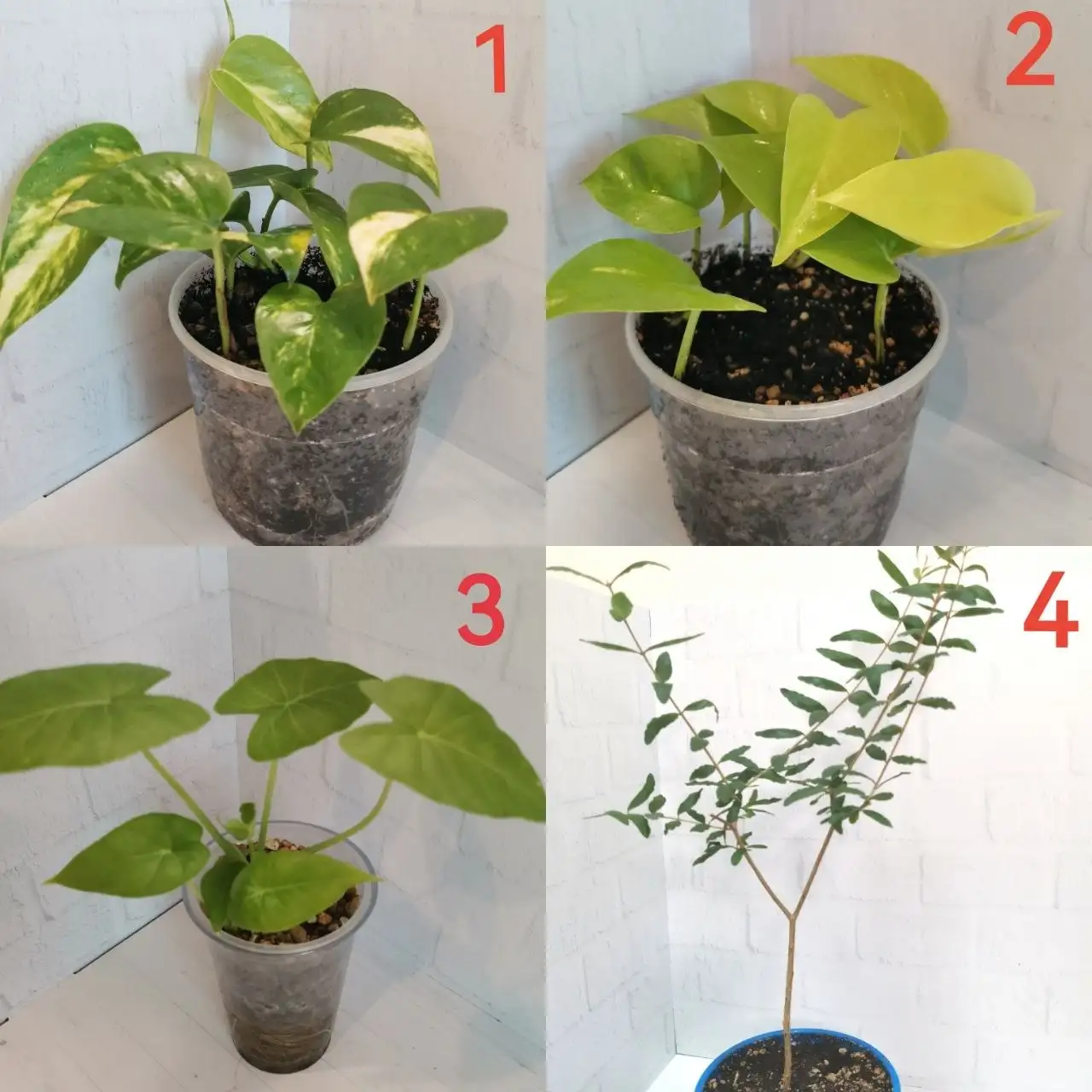 Продажа комнатных растений - Растения (Хобби и отдых) в Бутово