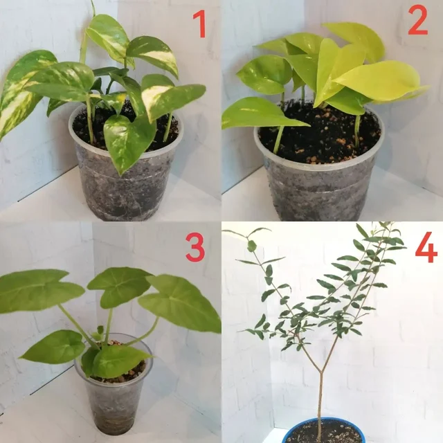 Продажа комнатных растений - частное объявление в Бутово