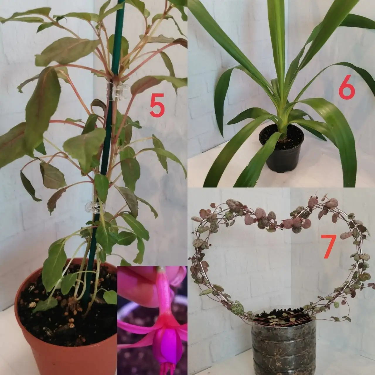 Продажа комнатных растений - Растения (Хобби и отдых) в Бутово