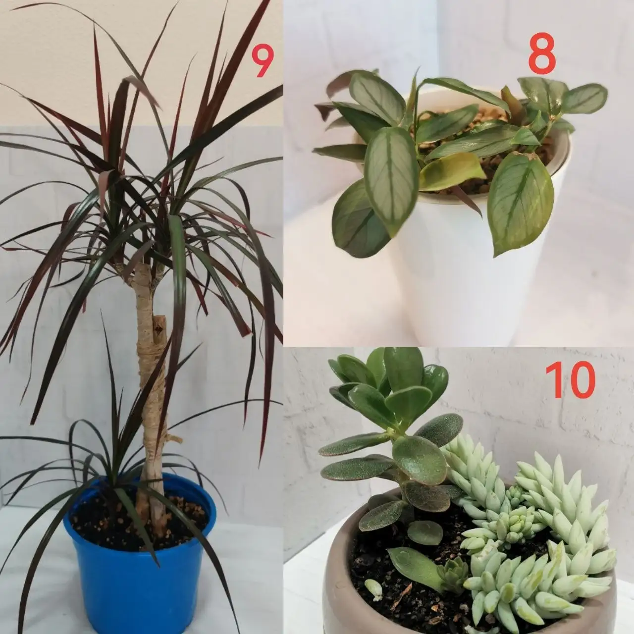 Продажа комнатных растений - Растения (Хобби и отдых) в Бутово