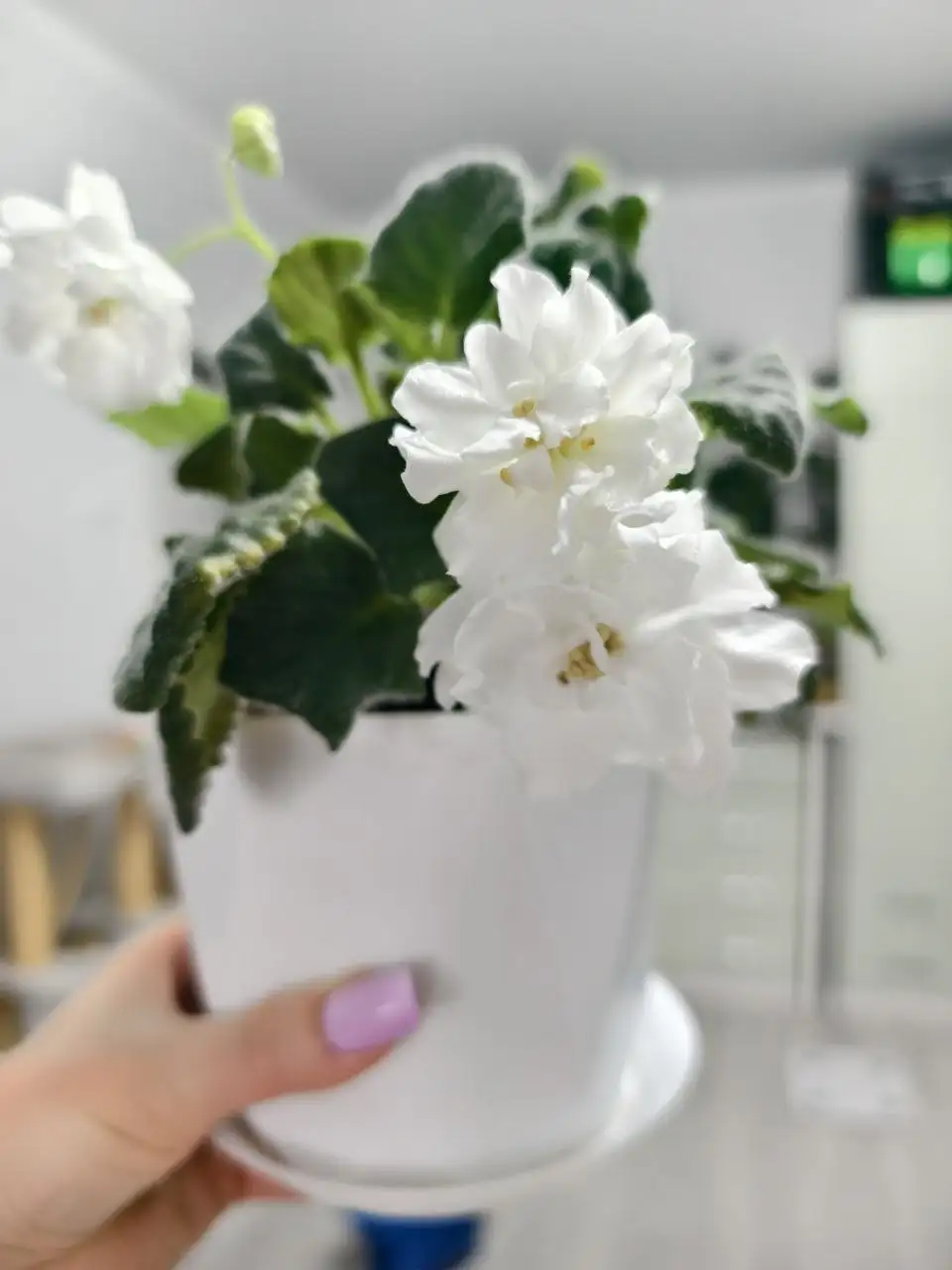 Продажа сортовых фиалок с горшками и грунтом - Растения (Хобби и отдых) в Северное Бутово